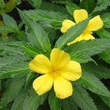 BIO Damianablätter (Tunera diffusa) (10g)