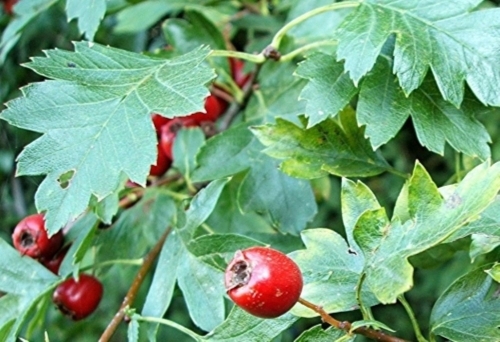 BIO Weißdornblätter (Crataegus) (10g)