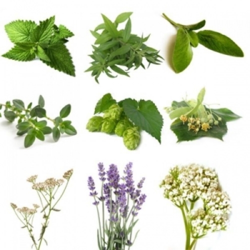 BIO Kräuterpaket I (8 Kräuter)
