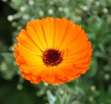 BIO Ringelblumenblüten (Calendulae flos) (10g)